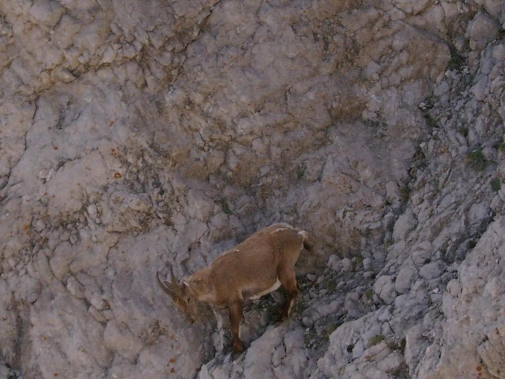 Albergo Genzianella Rocca Pietore Esterno foto